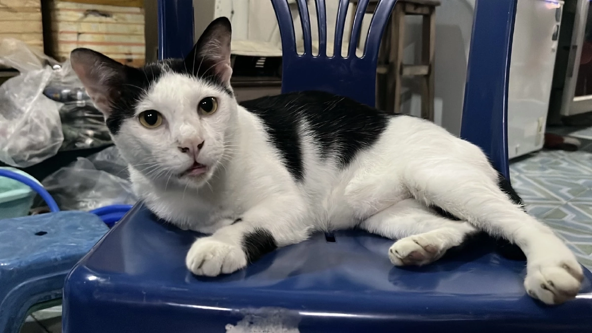 โหดเกิน! \"เพื่อนบ้าน\" โมโห \"แมว\" กินหญ้า ลูกชายเดือด.. คว้าปืXขู่ เปิดภาพวงจรปิด