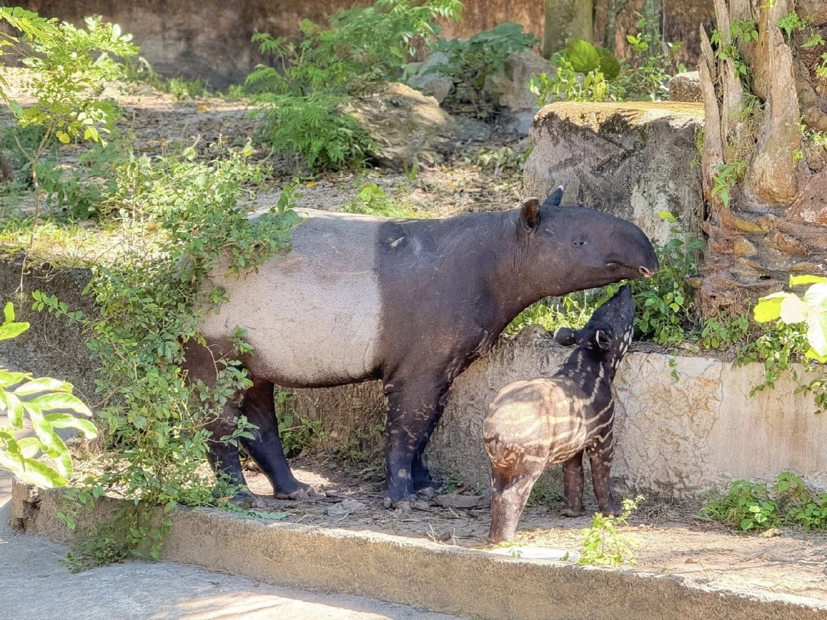 ได้ชื่อแล้ว "แตงไทย" ลูกสมเสร็จตัวล่าสุด สวนสัตว์เปิดเขาเขียว