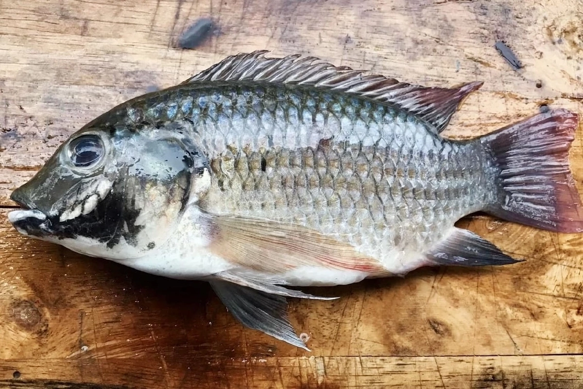 ปิดเกมเอเลียนรุก! มาตรการเข้มข้นทำ ‘ปลาหมอคางดำ’ ลดลงต่อเนื่อง