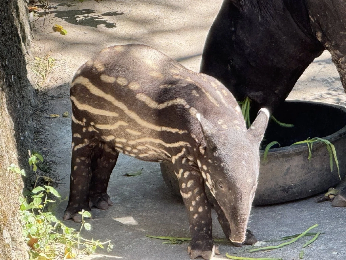 ได้ชื่อแล้ว "แตงไทย" ลูกสมเสร็จตัวล่าสุด สวนสัตว์เปิดเขาเขียว