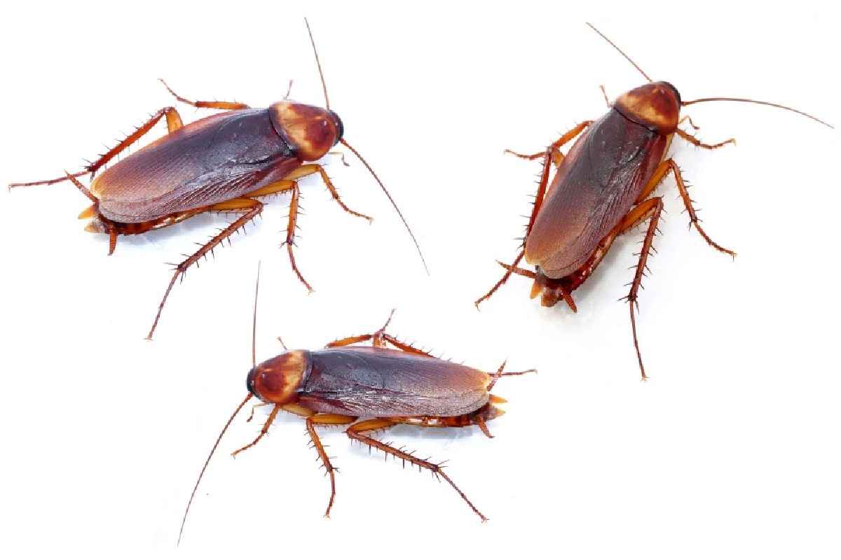 พิพิธภัณฑ์แมลงในจีนเสิร์ฟ \"กาแฟแมลงสาบ\" ยัน! ปลอดภัยตามตำราแพทย์แผนจีน