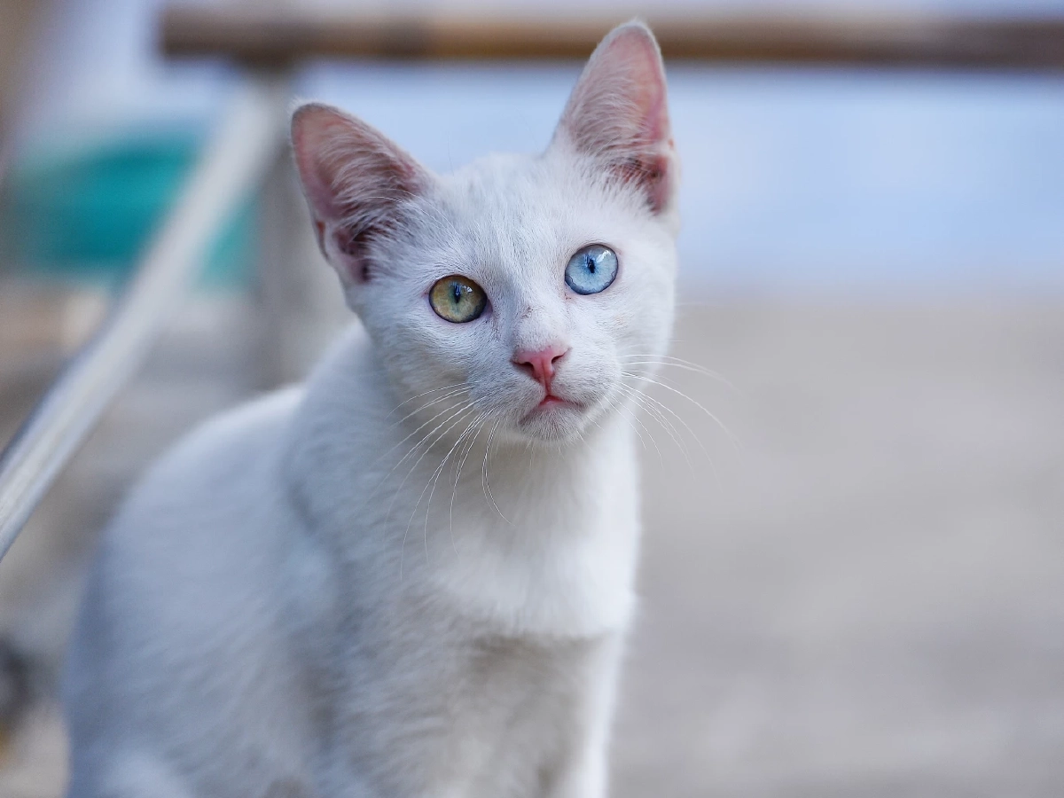 ครม.เห็นชอบ "แมวไทย" 5 สายพันธุ์ เป็นเอกลักษณ์ประจำชาติ ประเภทสัตว์เลี้ยง