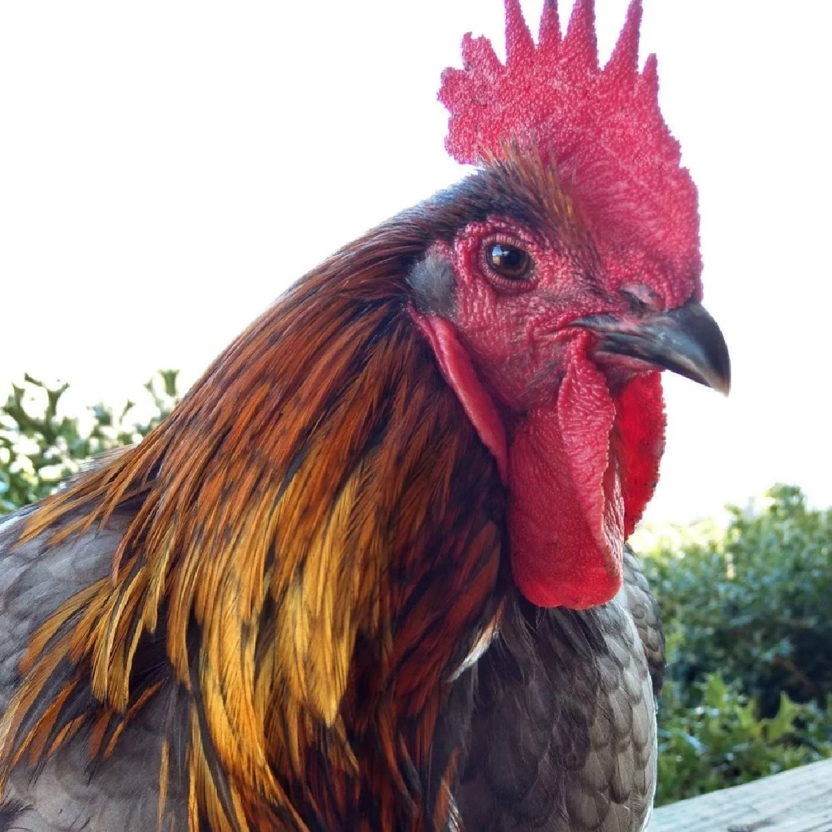 จับตา! สหรัฐฯพบผู้ติดเชื้อ "ไข้หวัดนก H5N5" ข้ามสายพันธุ์สู่คน "รายแรก"