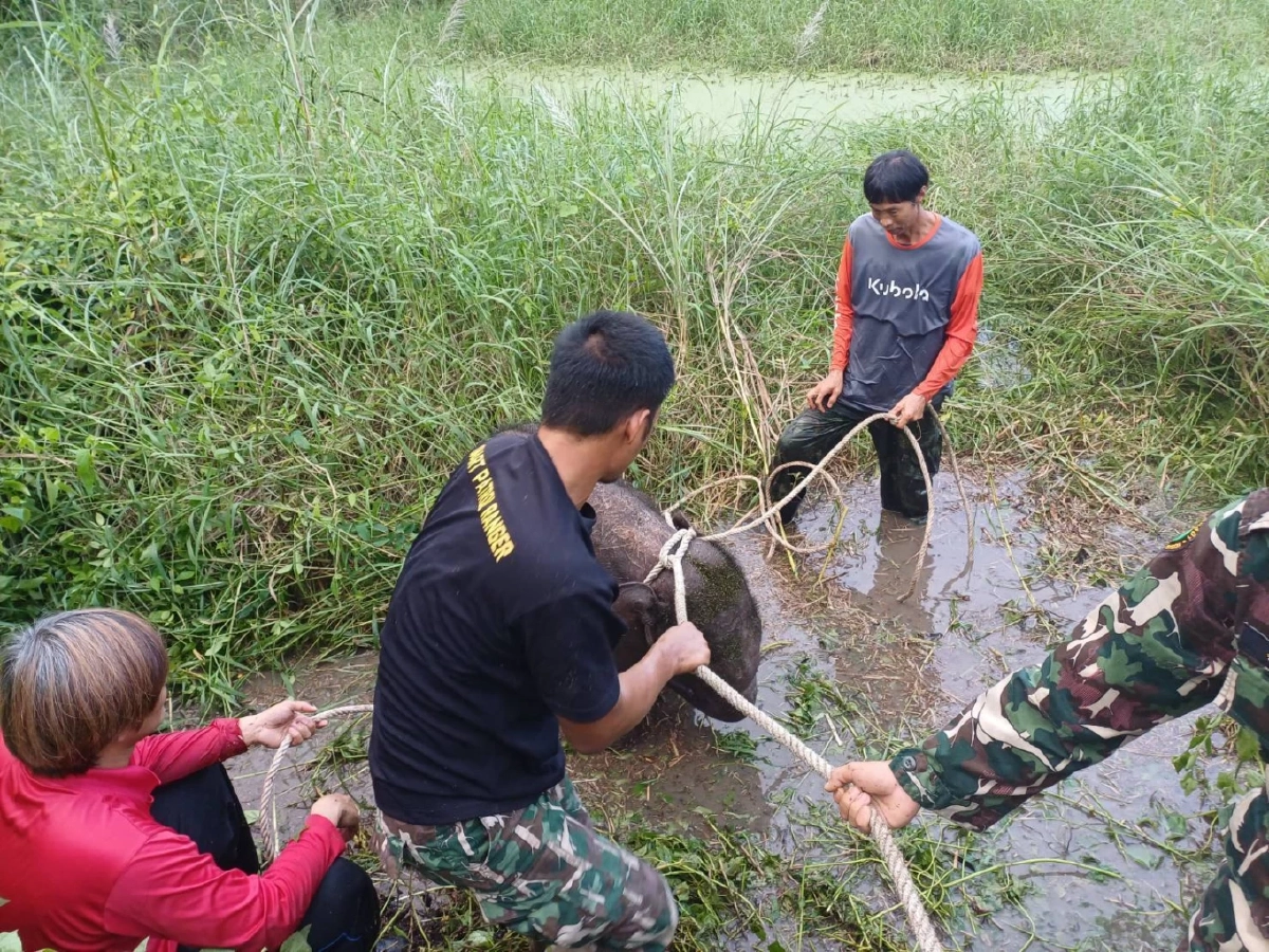 ระดมค้นหา 5 วัน \"ลูกช้างป่าพลัดหลง\" ห้วยขาแข้ง ปลอดภัยแล้ว