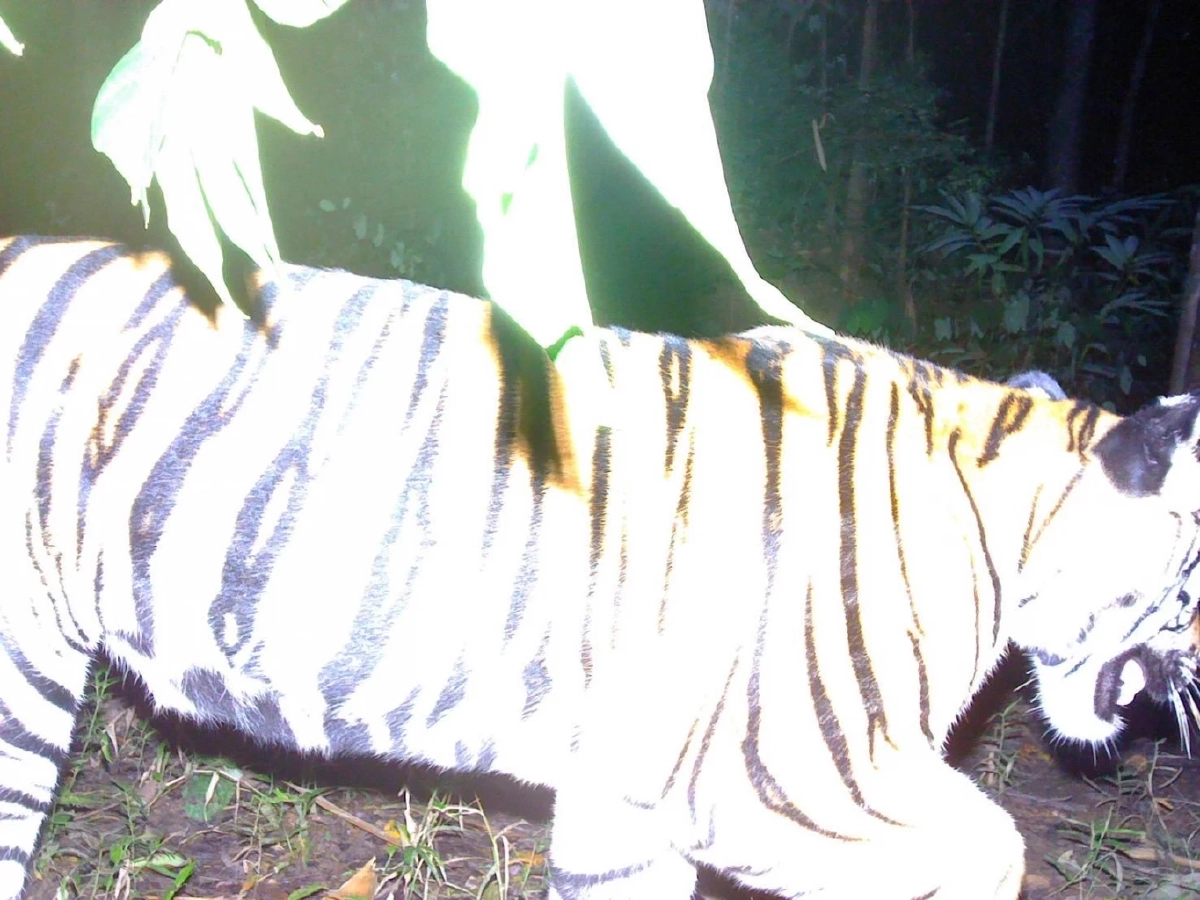 อช.ไทรโยค พบ \"ลูกเสือโคร่งตัวใหม่\" ชี้ ความสำเร็จ งานลาดตระเวน SMART Patrol