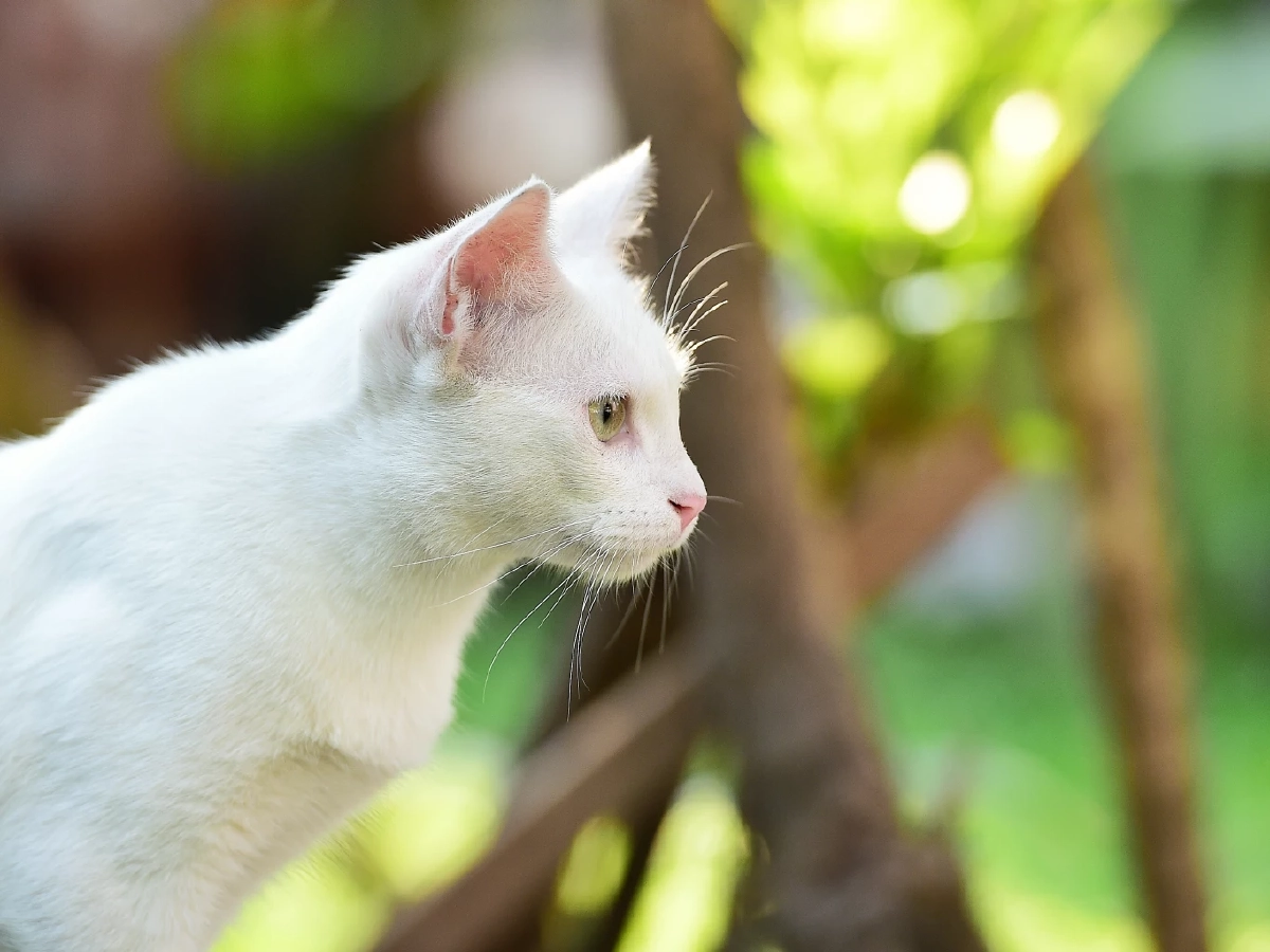 ครม.เห็นชอบ "แมวไทย" 5 สายพันธุ์ เป็นเอกลักษณ์ประจำชาติ ประเภทสัตว์เลี้ยง