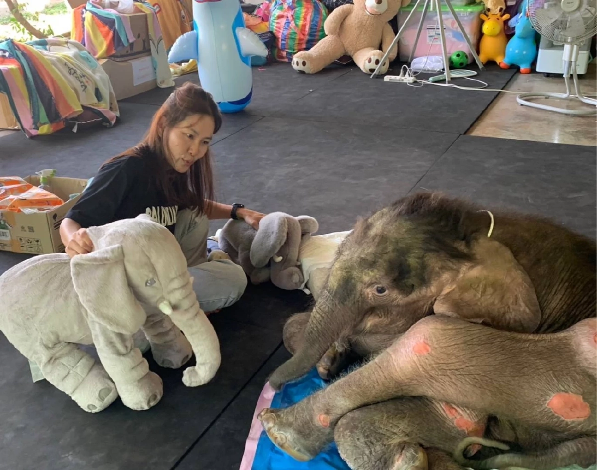 อัปเดต \"ข้าวต้ม\" ลูกช้างป่า ตับเป็นพังผืด-หัวใจโต แต่สู้ไม่ถอย