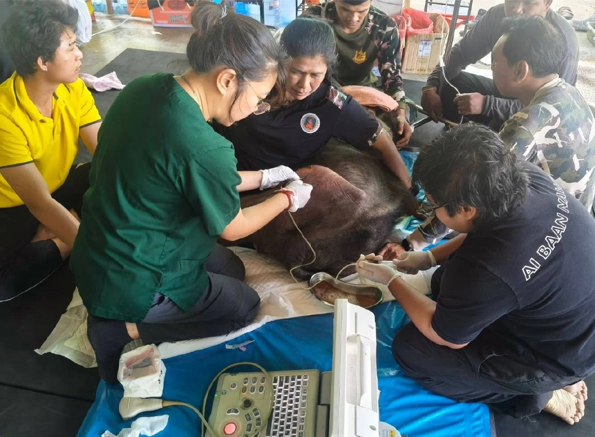 อัปเดต \"ข้าวต้ม\" ลูกช้างป่า ตับเป็นพังผืด-หัวใจโต แต่สู้ไม่ถอย