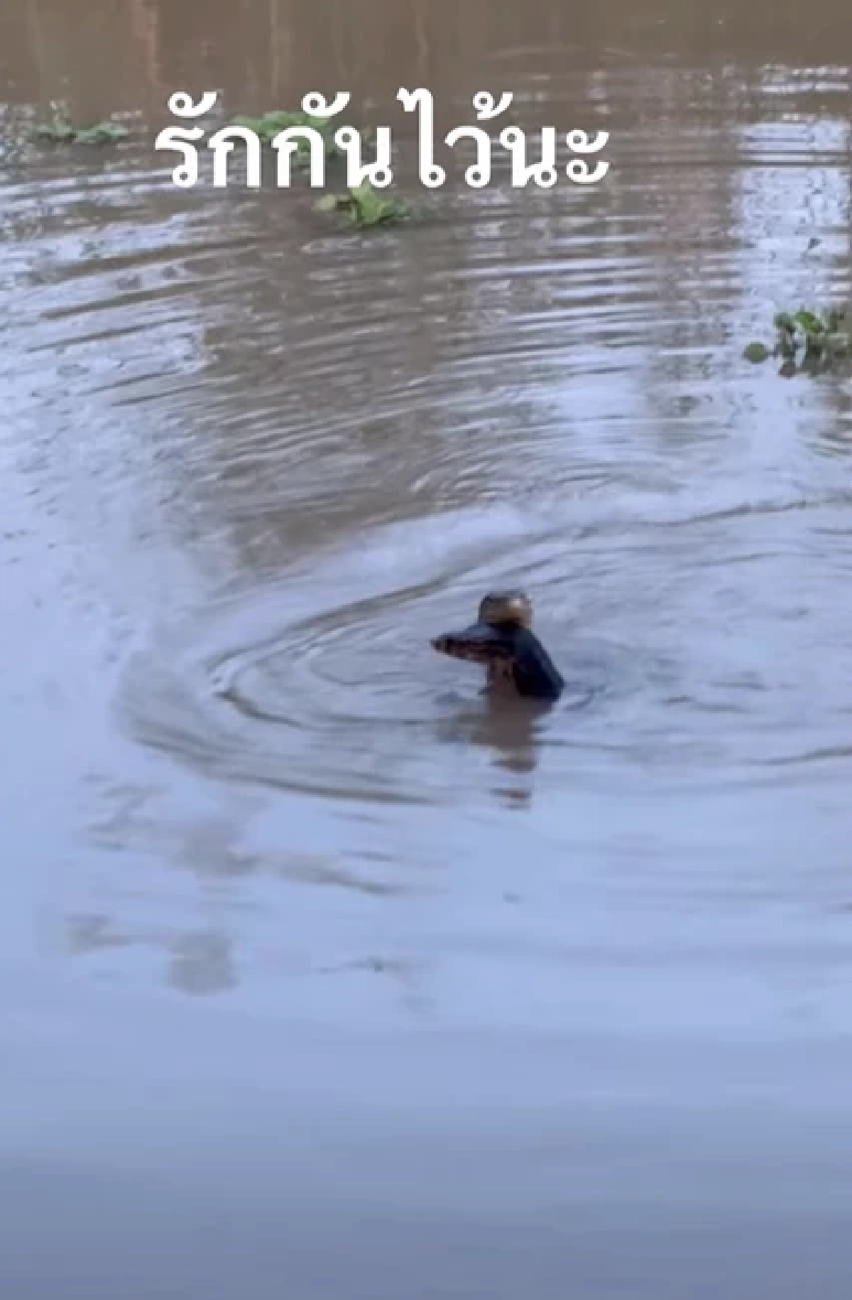 แห่ตีเลข 'ตัวเงิน ตัวทอง'เกี้ยวกัน หลางหนองน้ำ เชื่อเลขเด็ดชุดนี้