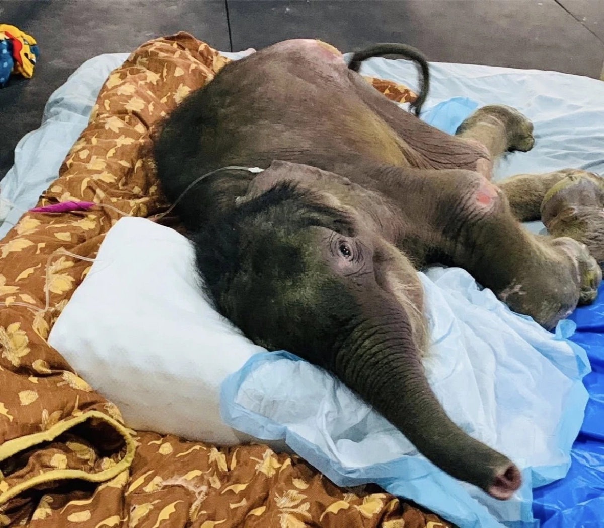 ทีมสัตวแพทย์ อัปเดตอาการ "น้องข้าวต้ม" กินได้น้อย ผลตรวจ EEHV เป็นลบ