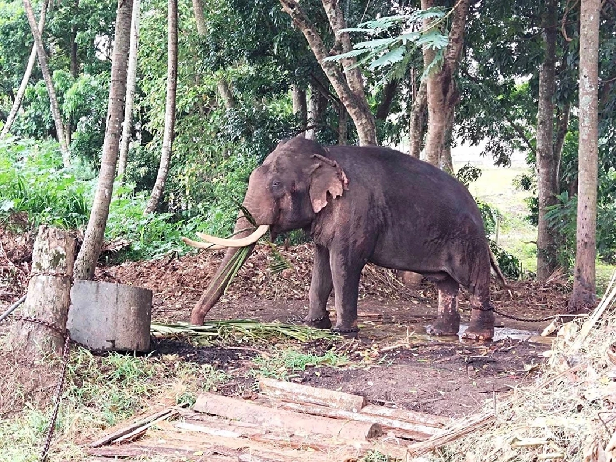 พลายประตูผา ภาพจาก กระทรวงทรัพยากรธรรมชาติและสิ่งแวดล้อม-ประเทศไทย