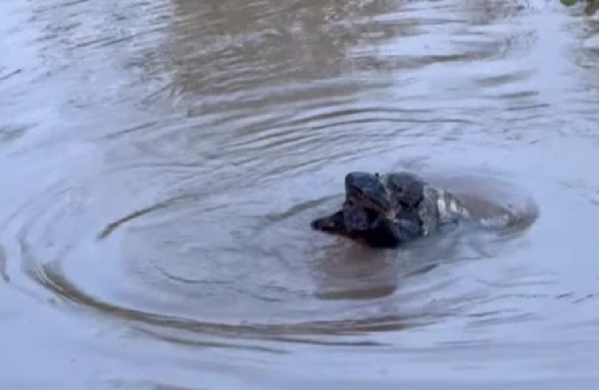 แห่ตีเลข 'ตัวเงิน ตัวทอง'เกี้ยวกัน หลางหนองน้ำ เชื่อเลขเด็ดชุดนี้