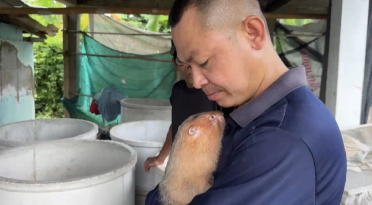 รวยเงียบไม่บอกใคร \"อ้น\" สัตว์เศรษฐกิจตัวใหม่แห่งภาคเหนือ เลี้ยงง่ายราคาดี