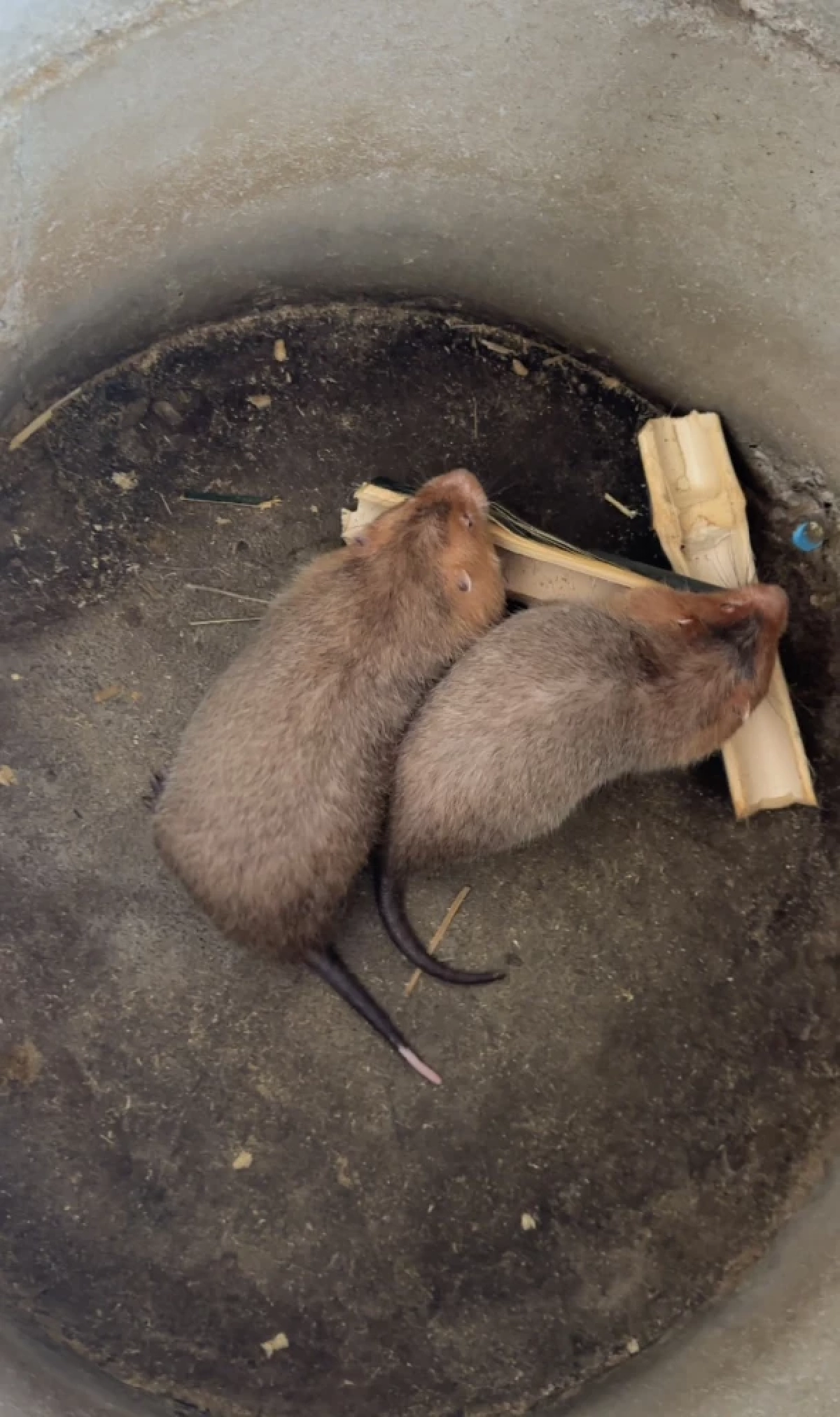 รวยเงียบไม่บอกใคร \"อ้น\" สัตว์เศรษฐกิจตัวใหม่แห่งภาคเหนือ เลี้ยงง่ายราคาดี