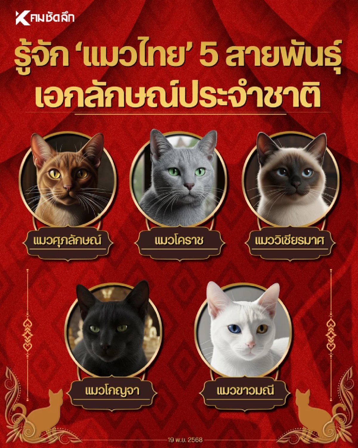 รู้จัก "แมวไทย" 5 สายพันธุ์ เอกลักษณ์ประจำชาติ ประเภทสัตว์เลี้ยง