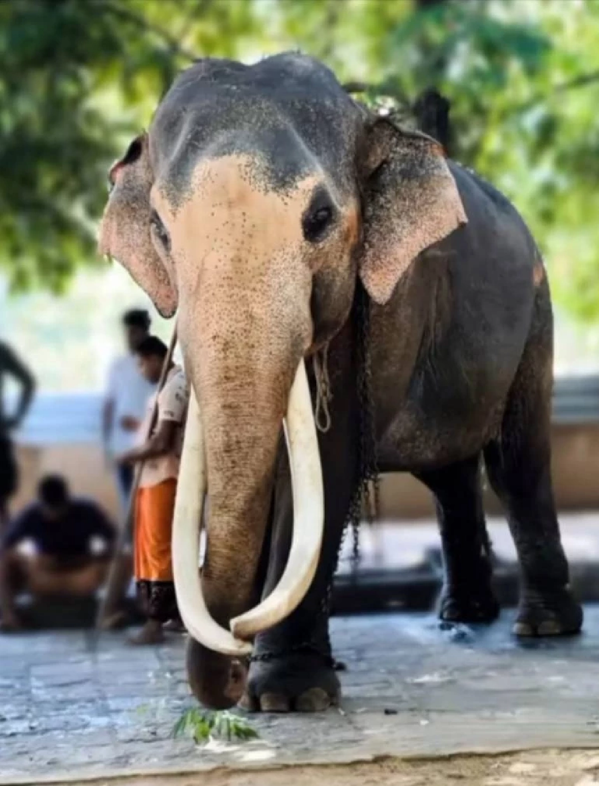 พลายศรีณรงค์ 