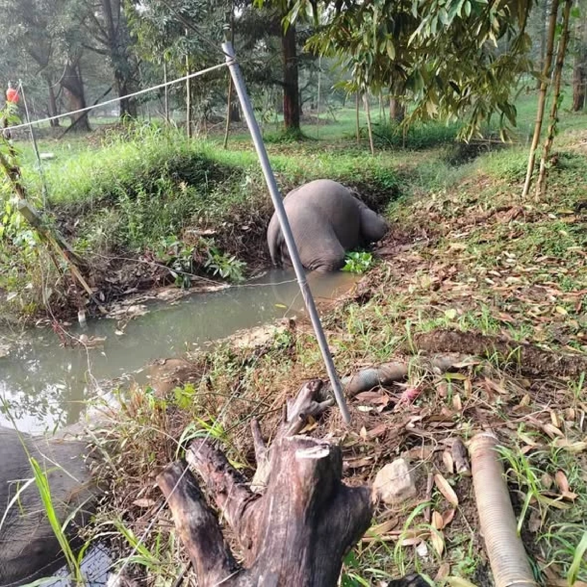 สะเทือนใจ ไฟฟ้าช็อต \"พลายม้วน-ช้างป่าเขาคิชฌกูฏ\" ล้ม 3 ตัว กลางสวนผลไม้