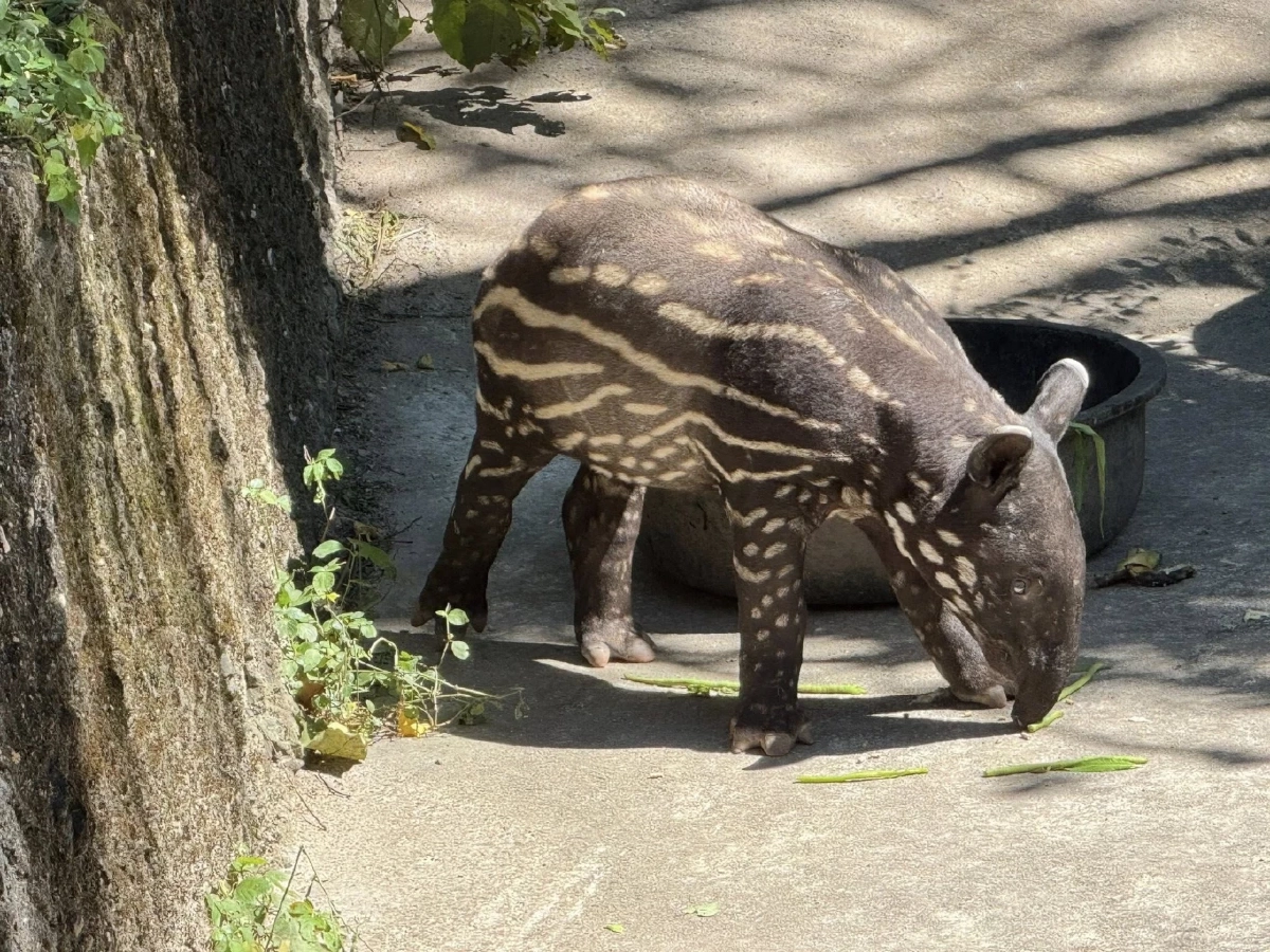 ได้ชื่อแล้ว "แตงไทย" ลูกสมเสร็จตัวล่าสุด สวนสัตว์เปิดเขาเขียว