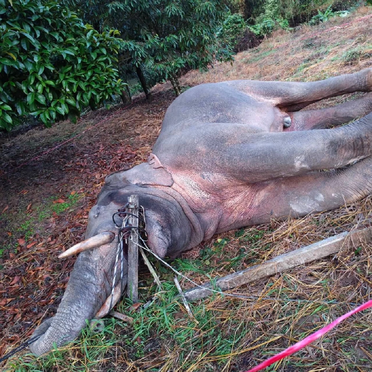 สะเทือนใจ ไฟฟ้าช็อต \"พลายม้วน-ช้างป่าเขาคิชฌกูฏ\" ล้ม 3 ตัว กลางสวนผลไม้