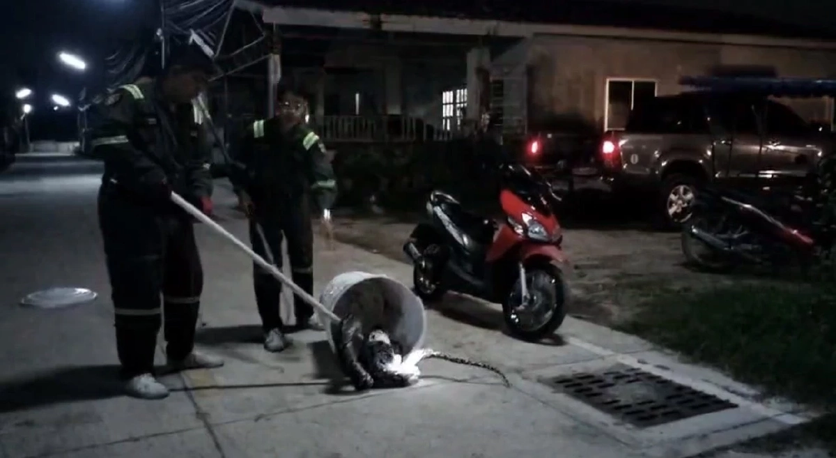 เจ้าเหมียวเกือบไม่รอด! หนุ่มฮึดสู้งูเหลือม หวิดเขมือบแมวแสนรัก