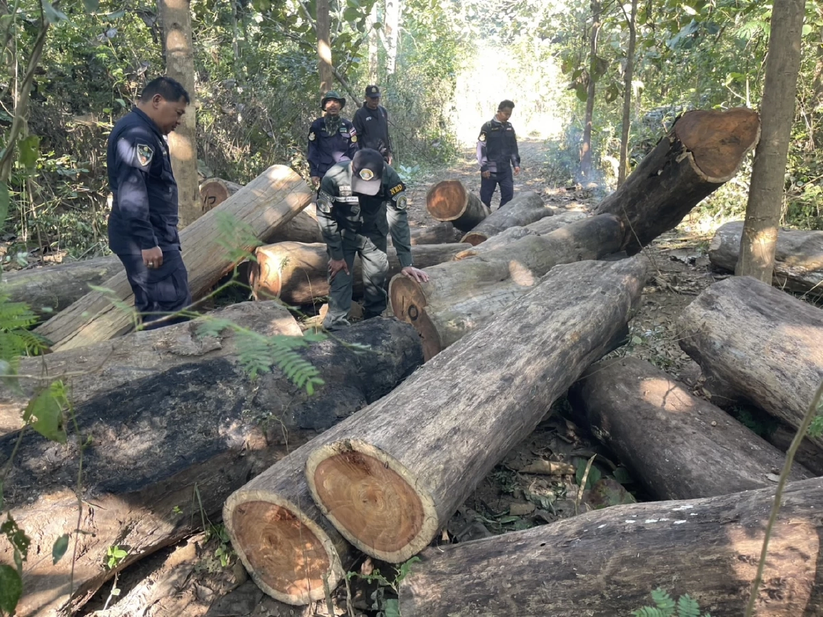 เจ้าหน้าที่บุกยึด "ไม้ประดู่" โดนลักลอบตัด มอดไม้แสบรู้มุมหนีทิ้งสมบัติชาติไว้ดูต่างหน้า
