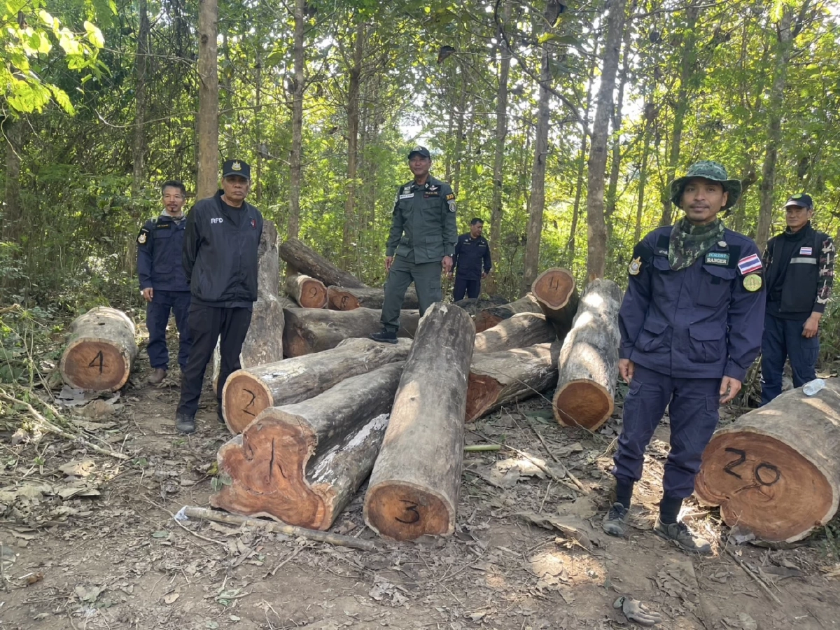 เจ้าหน้าที่บุกยึด "ไม้ประดู่" โดนลักลอบตัด มอดไม้แสบรู้มุมหนีทิ้งสมบัติชาติไว้ดูต่างหน้า