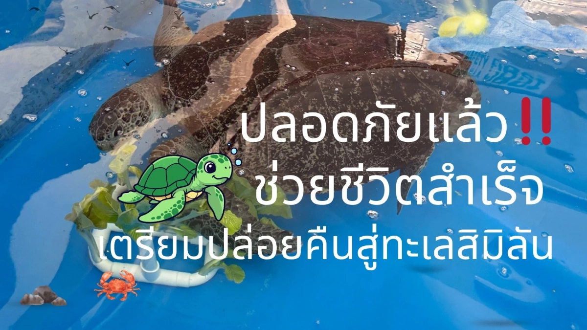 เต่ากินสายรัดข้อมือ ใช้เวลา 27 วัน ขับถ่ายออก เตรียมคืนสู่ทะเล