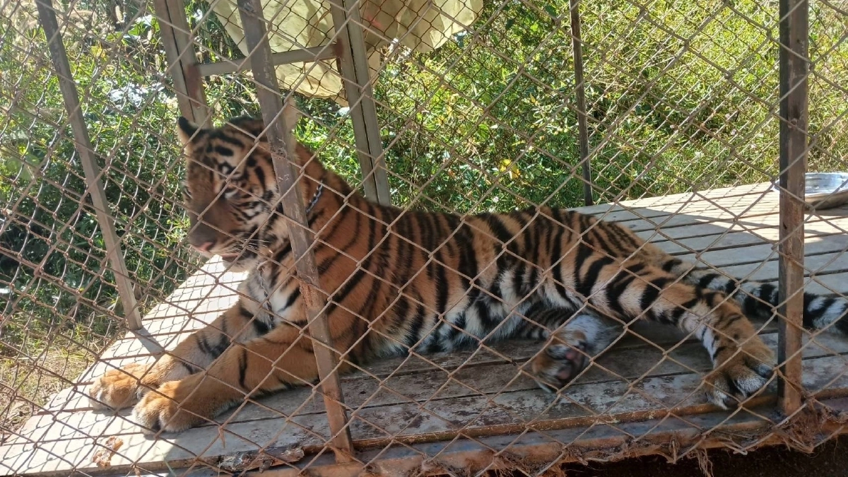 "มูลนิธิเพื่อนสัตว์ป่า" ชี้แจง ลูกเสือโคร่งถูกตรวจยึด ทหาร KNU ช่วยมาจากฐานสแกมเมอร์