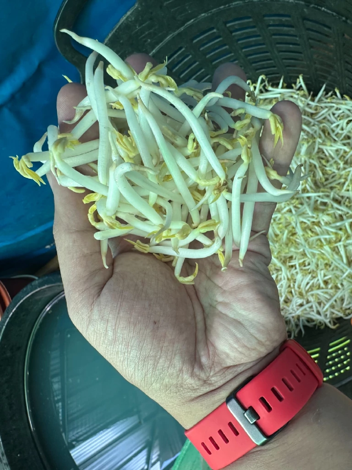 “ถั่วงอกต้นโพธิ์” อาชีพเงินล้านที่คนมองข้าม เพาะง่าย ต้นทุนต่ำ เก็บขายได้ทุกวัน