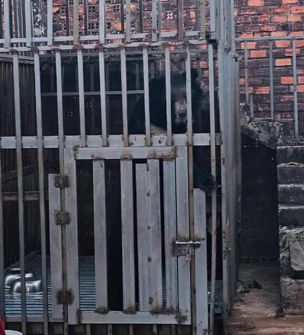 ฉก.นย.ตราด-กรมอุทยานฯ บุกช่วยสิงโต-หมี  5 ชีวิต ถูกขังในบ่อนกาสิโนเขมร