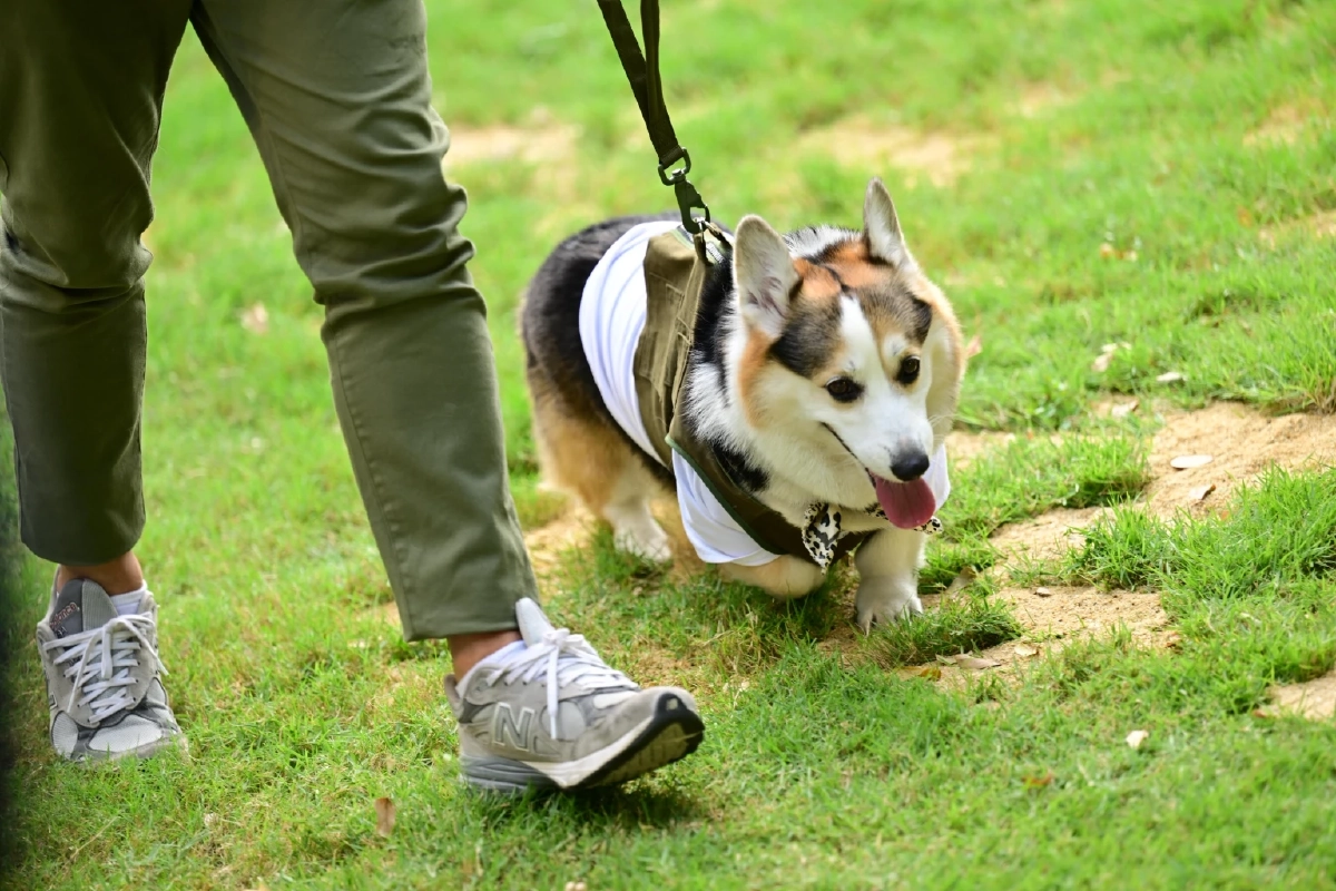 JerHigh ใจฟูDAY2 จับมือ พี่จอง–คัลแลน สร้างสังคมแห่งความสุขคนรักน้องหมา