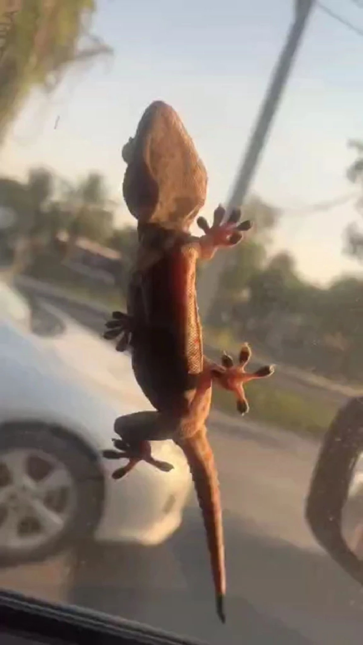 เลขทะเบียนรถ "ตุ๊กแก" เกาะกระจก เจ้าของเพิ่งนำถุงห่อศพมอบให้มูลนิธิ "บุ๋ม ปนัดดา"