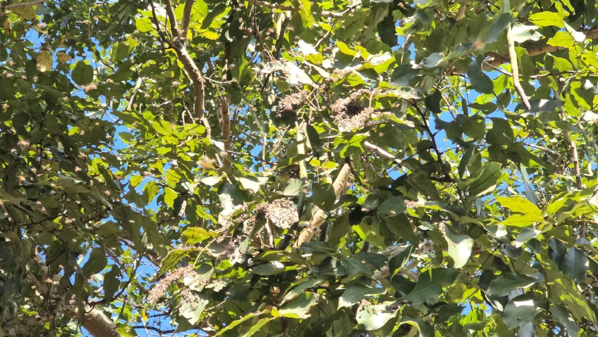 เลขทะเบียนรถ ขนลุก! ฝูงผึ้งนับหมื่นตัว บินอพยพทำรังในห้องเครื่อง เลขเด็ดงวดนี้