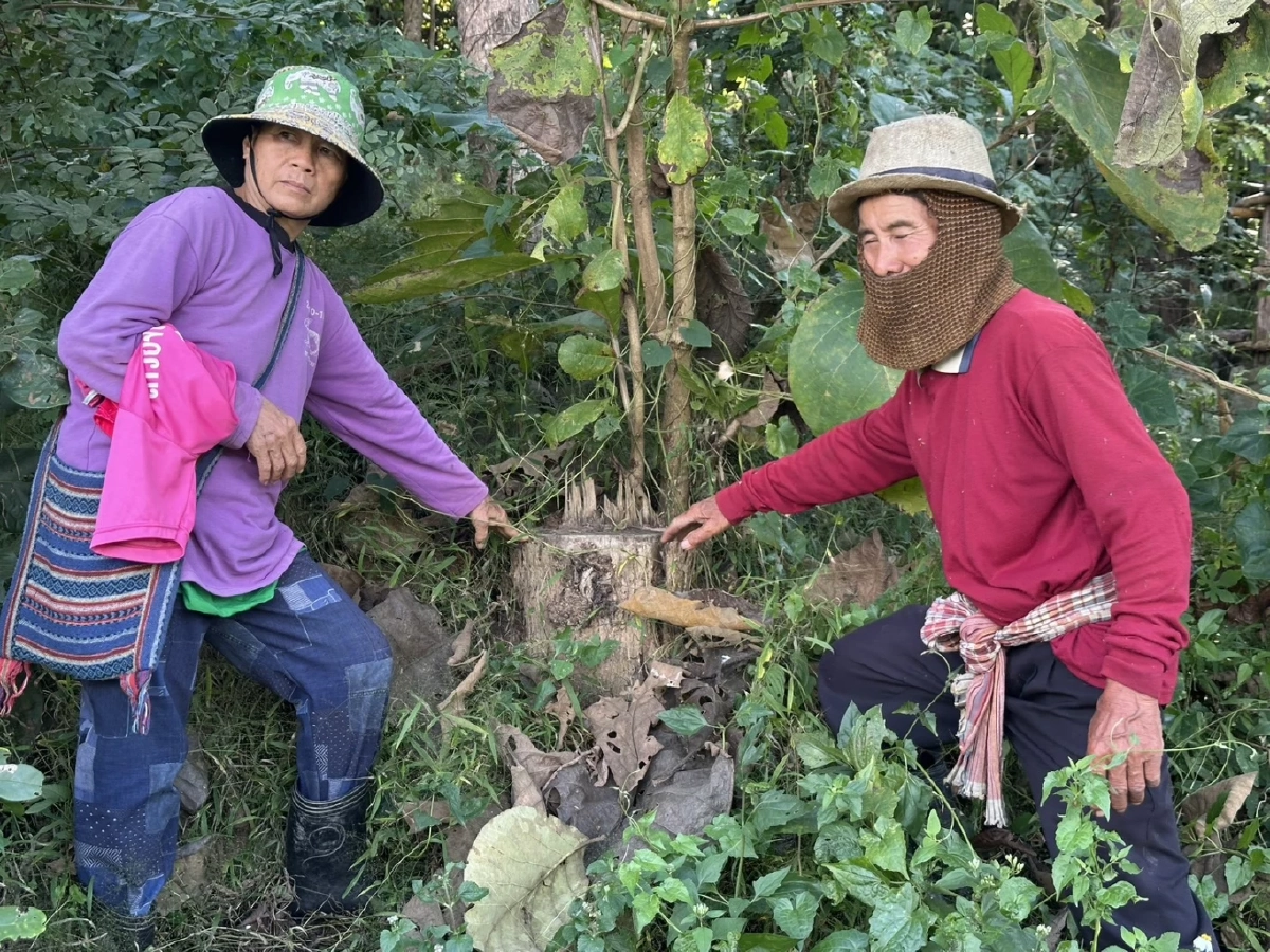 ตายายลำปาง ร้องทุกข์ ตัดไม้ 1 ต้น ถูกผู้นำหมู่บ้านแจ้งจับ ปรับหลักแสน