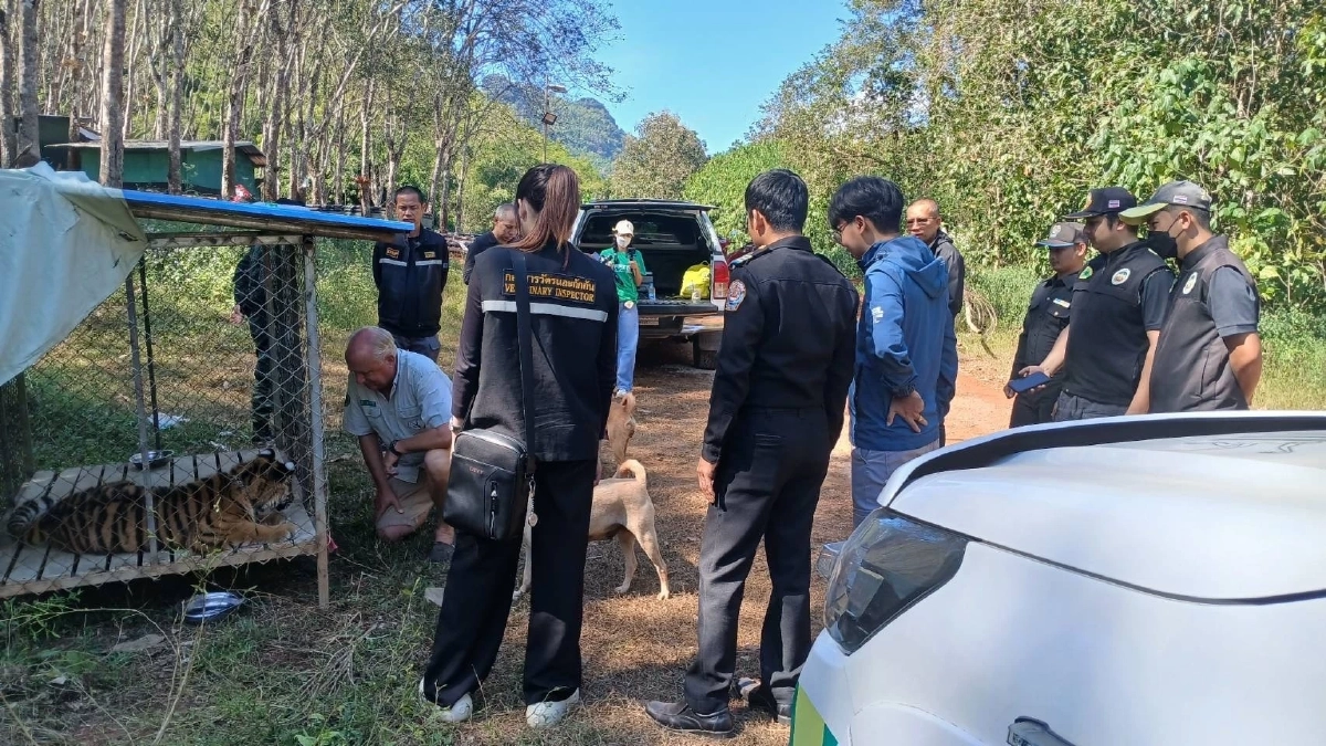 "มูลนิธิเพื่อนสัตว์ป่า" ชี้แจง ลูกเสือโคร่งถูกตรวจยึด ทหาร KNU ช่วยมาจากฐานสแกมเมอร์