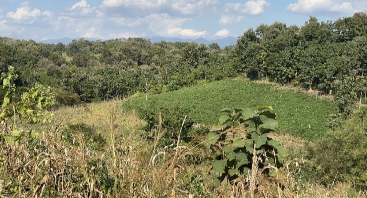 ไม่จบ!  ตา-ยาย ตัดไม้ต้นเดียวถูกปรับแสน ลามโดนแจ้งจับบุกรุกแผ้วทางป่าสงวน