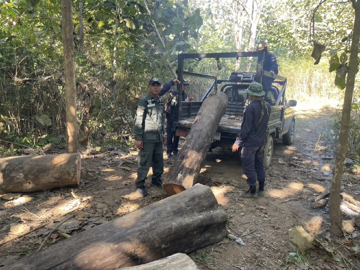 เจ้าหน้าที่บุกยึด "ไม้ประดู่" โดนลักลอบตัด มอดไม้แสบรู้มุมหนีทิ้งสมบัติชาติไว้ดูต่างหน้า