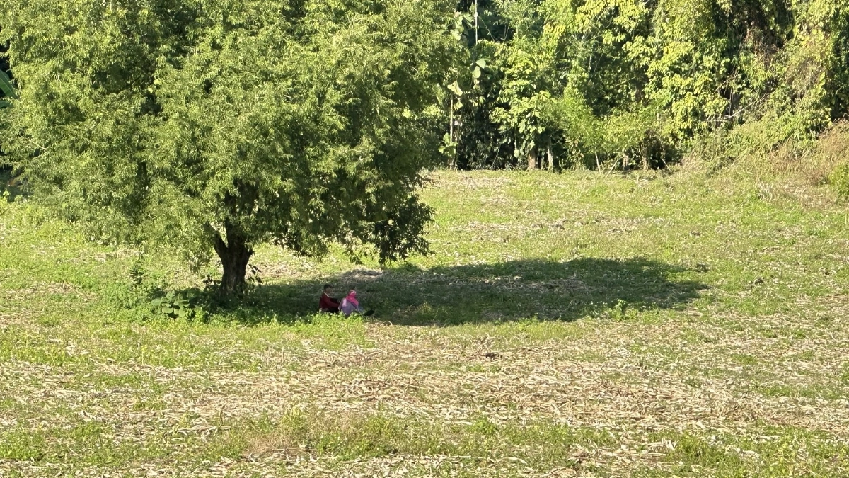 ตายายลำปาง ร้องทุกข์ ตัดไม้ 1 ต้น ถูกผู้นำหมู่บ้านแจ้งจับ ปรับหลักแสน