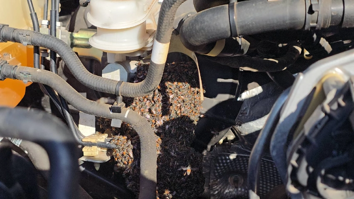 เลขทะเบียนรถ ขนลุก! ฝูงผึ้งนับหมื่นตัว บินอพยพทำรังในห้องเครื่อง เลขเด็ดงวดนี้