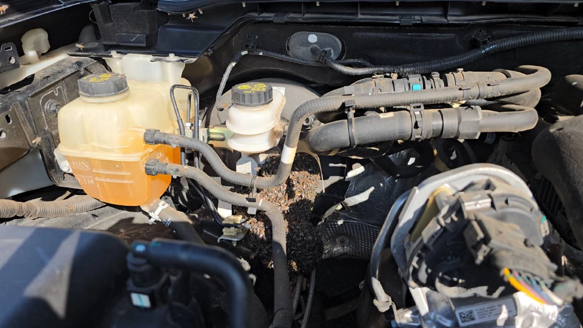 เลขทะเบียนรถ ขนลุก! ฝูงผึ้งนับหมื่นตัว บินอพยพทำรังในห้องเครื่อง เลขเด็ดงวดนี้