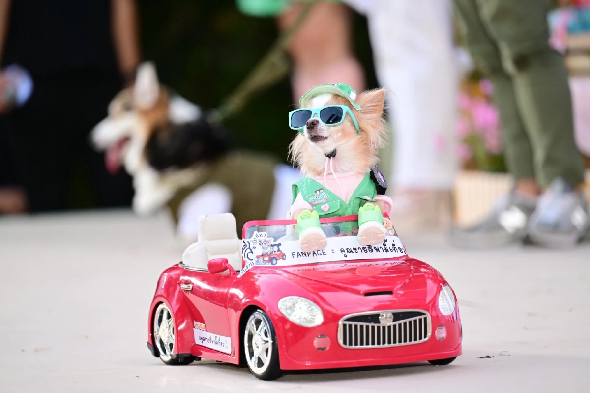 JerHigh ใจฟูDAY2 จับมือ พี่จอง–คัลแลน สร้างสังคมแห่งความสุขคนรักน้องหมา