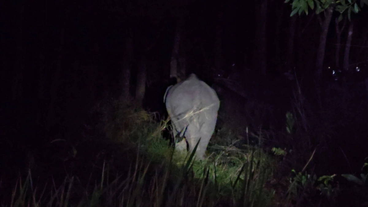 ครั้งแรกในไทย กรมอุทยานฯ เริ่มฉีดยาคุมช้างป่า ใน อ.บ่อไร่ จ.ตราด