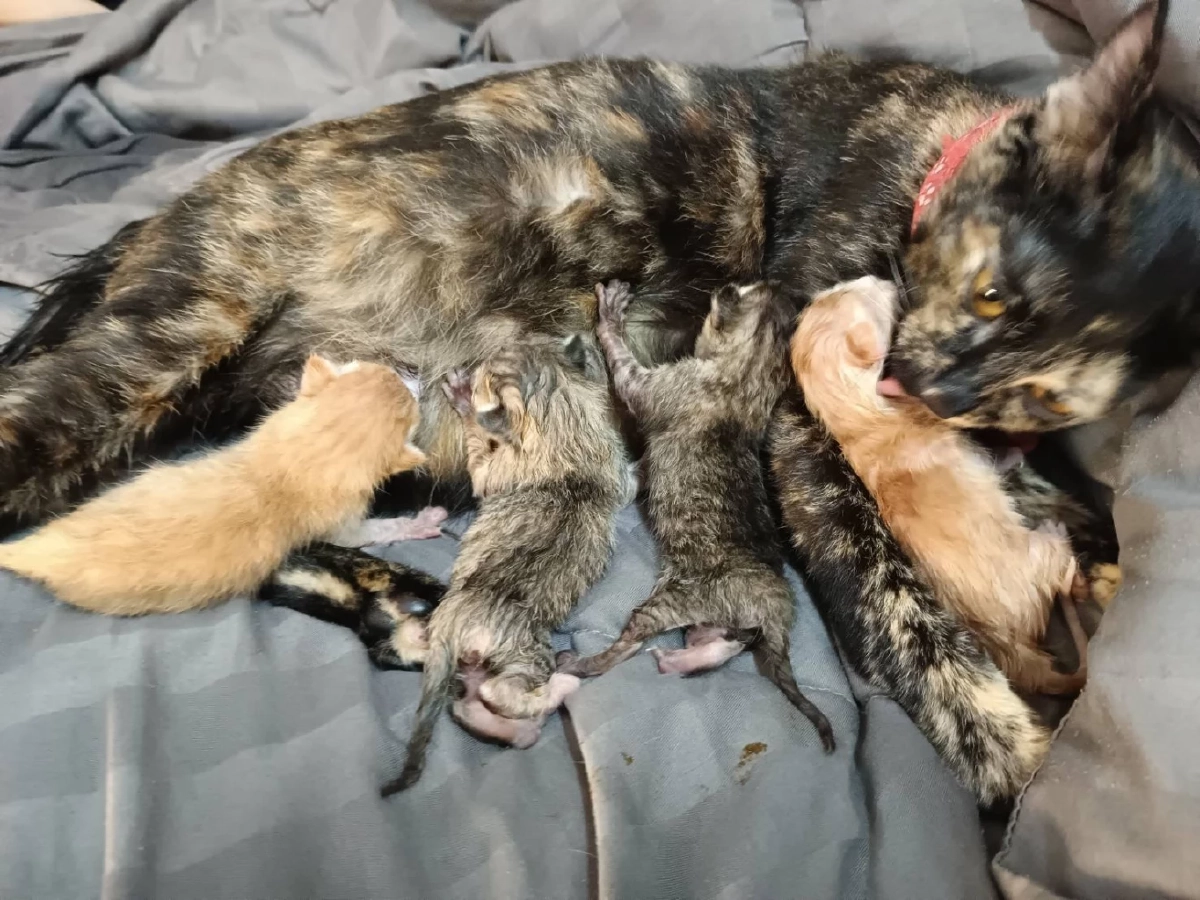 จบภารกิจ! ตำรวจทางหลวง ช่วยแมวแม่ลูก พลัดหลง กลับสู่อ้อมอกเจ้าของ