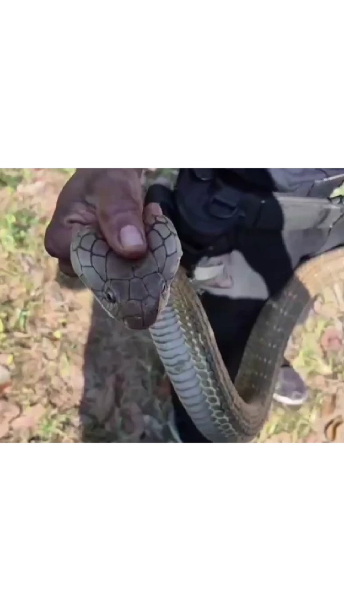 เลขเด็ดงวดนี้ เปิด "เลขที่บ้าน" งูจงอางยักษ์ ยาว 3 เมตร เลื้อยขดตัวซุกข้างเครื่องซักผ้า