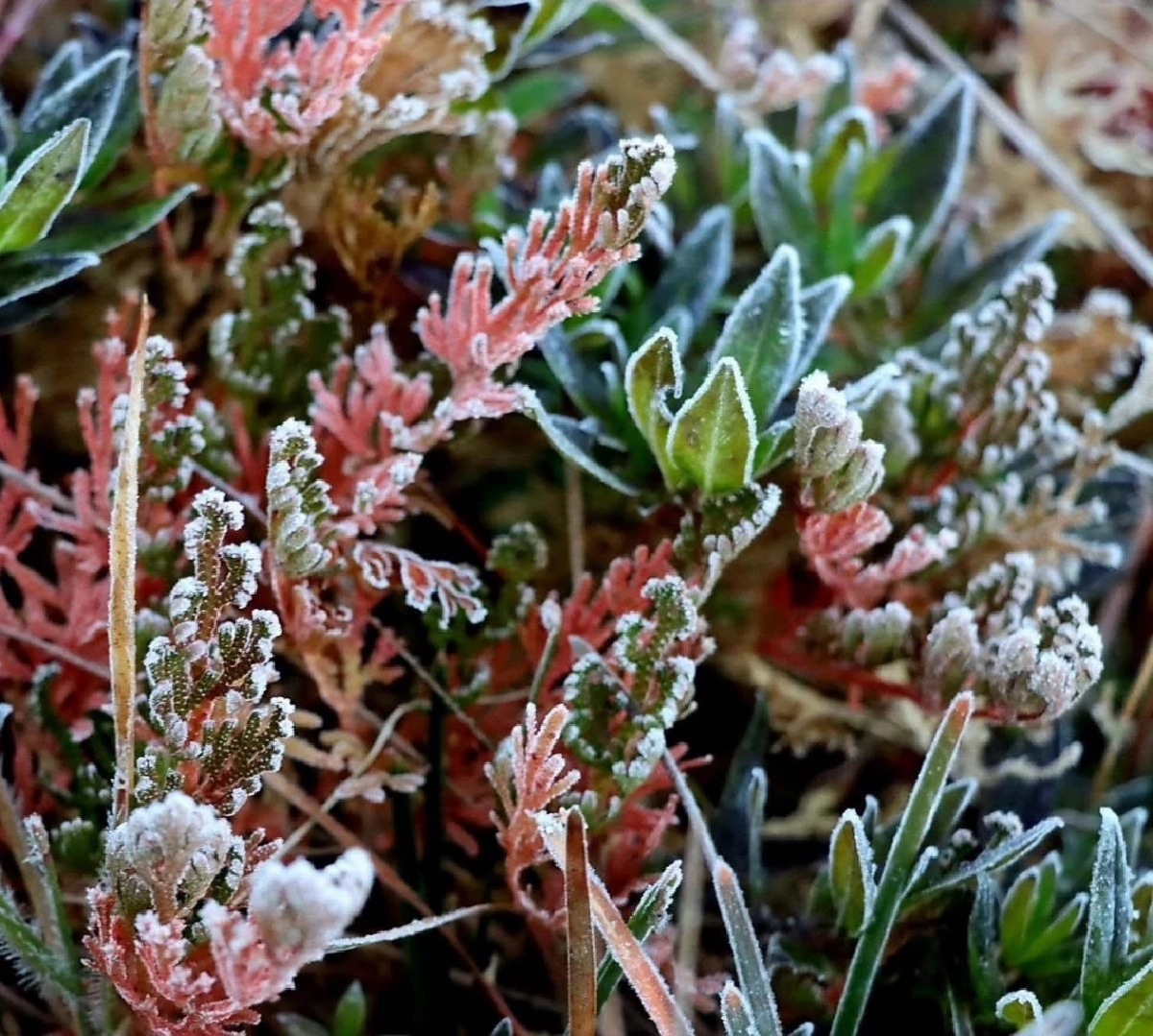หนาวสุดในรอบ 10 ปี ภูหลวงติดลบ -8 องศาฯ แม่คะนิ้งโผล่พรึ่บทั่วภู