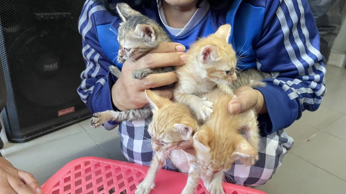 จบภารกิจ! ตำรวจทางหลวง ช่วยแมวแม่ลูก พลัดหลง กลับสู่อ้อมอกเจ้าของ