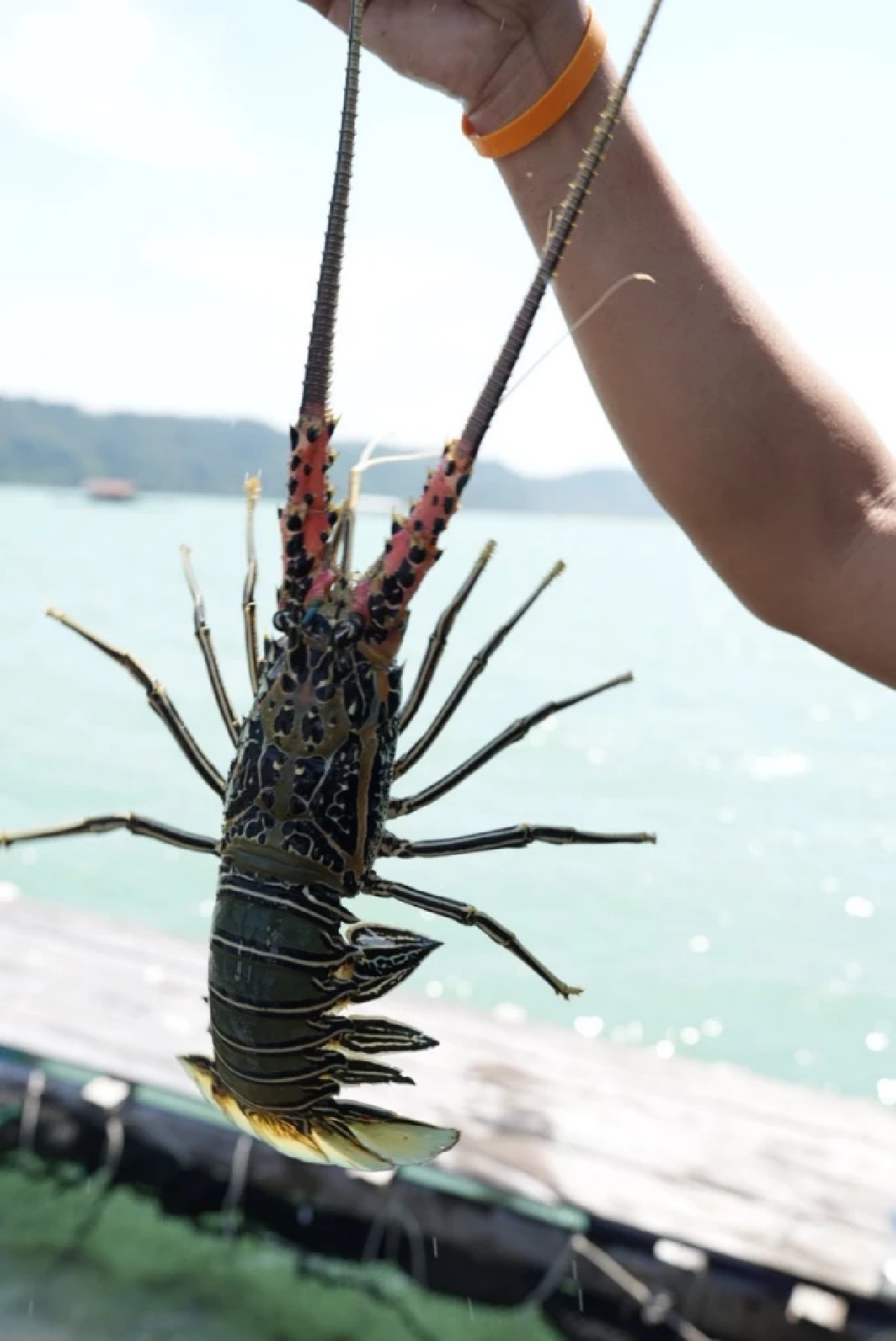 กรมทรัพย์สินทางปัญญาประกาศ "กุ้งมังกร 7 สีภูเก็ต" เป็นสินค้า GI ลำดับที่ 4 ชูฉายาฟัวกราส์แห่งท้องทะเล