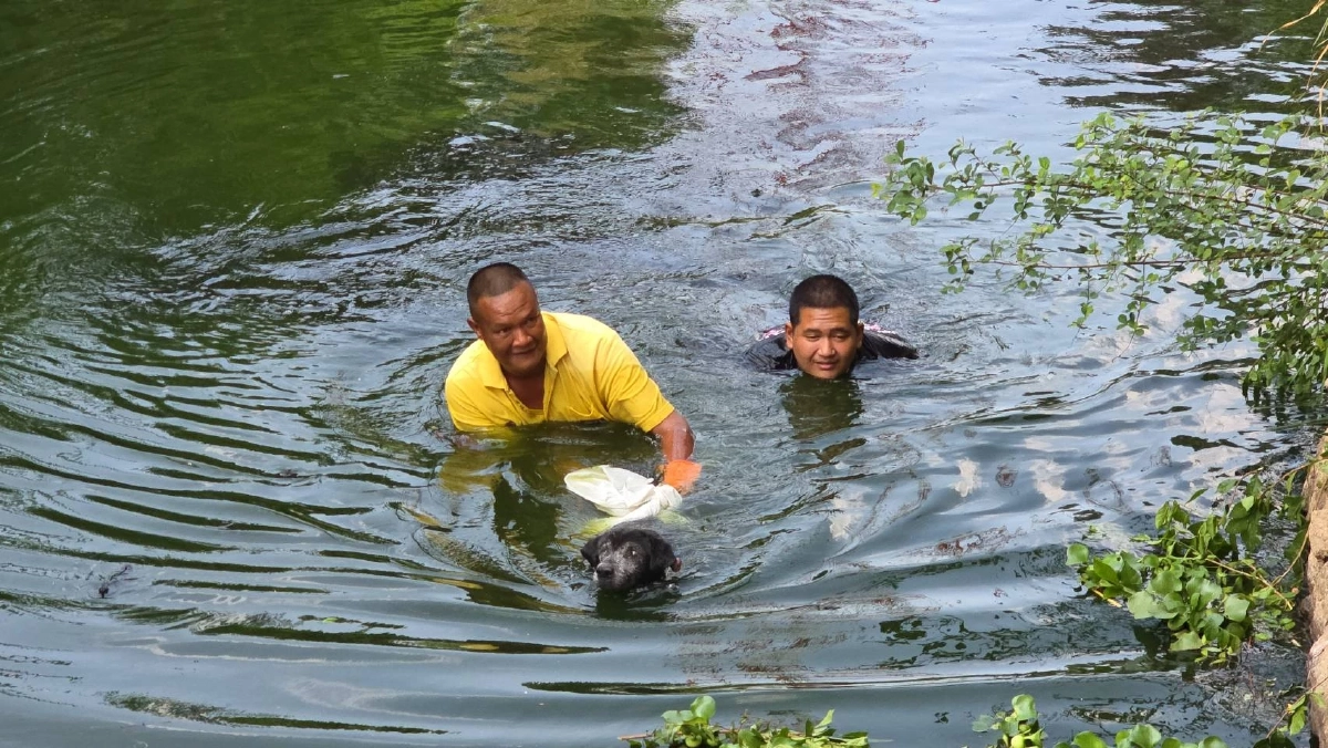 กู้ภัยสัตหีบ โดดน้ำช่วยชีวิต หมาจร ตกใจเสียงพลุ วิ่งเตลิดลงน้ำ