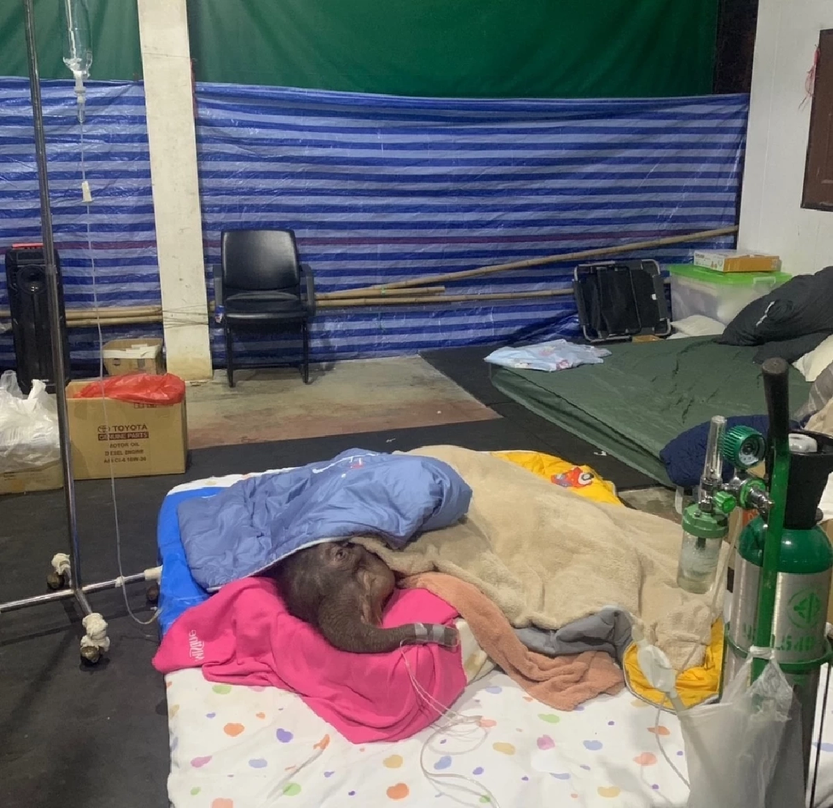 แฟนคลับเศร้า! "พังข้าวต้ม" กลับดาวช้าง เผยอาการก่อนจากไป