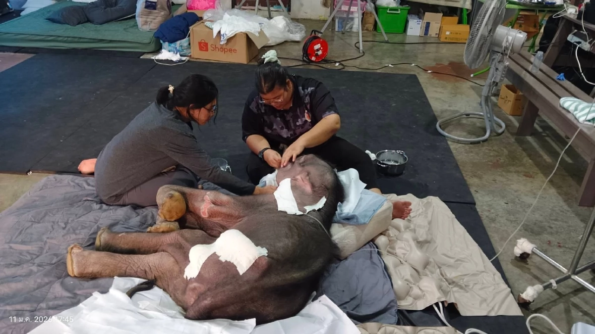 แฟนคลับเศร้า! "พังข้าวต้ม" กลับดาวช้าง เผยอาการก่อนจากไป